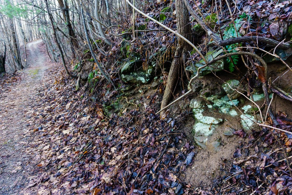 Trail in Collier Cove Nature Preserve