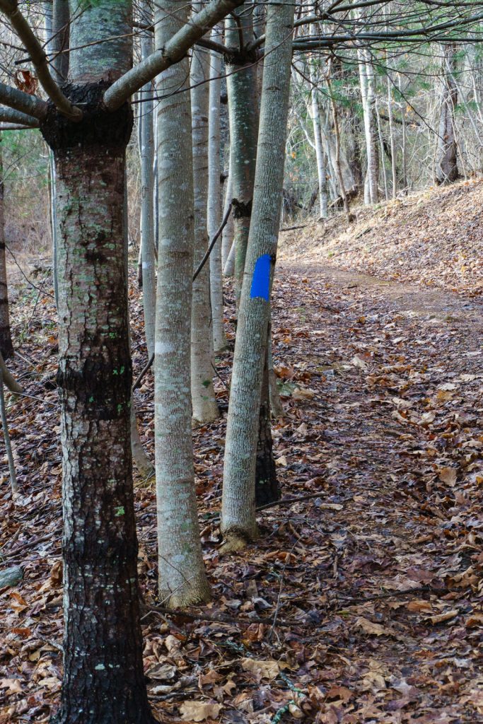 Tree-Lined Trail