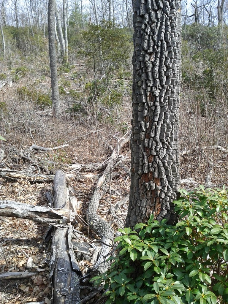 2015-01-31_pisgah-national-forest-shope-creek_laurel-in-clearing