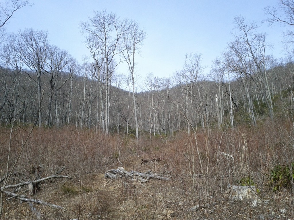 View up toward the Parkway from the clearings in Shope Creek.