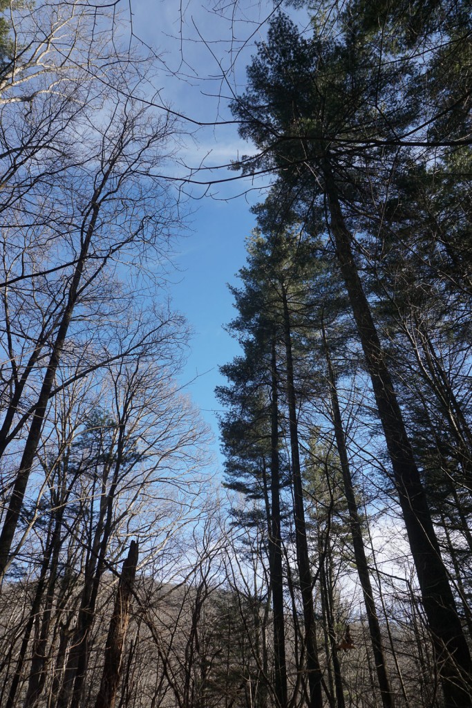 Grove of tall Eastern White Pines remaining in the Shope Creek area.