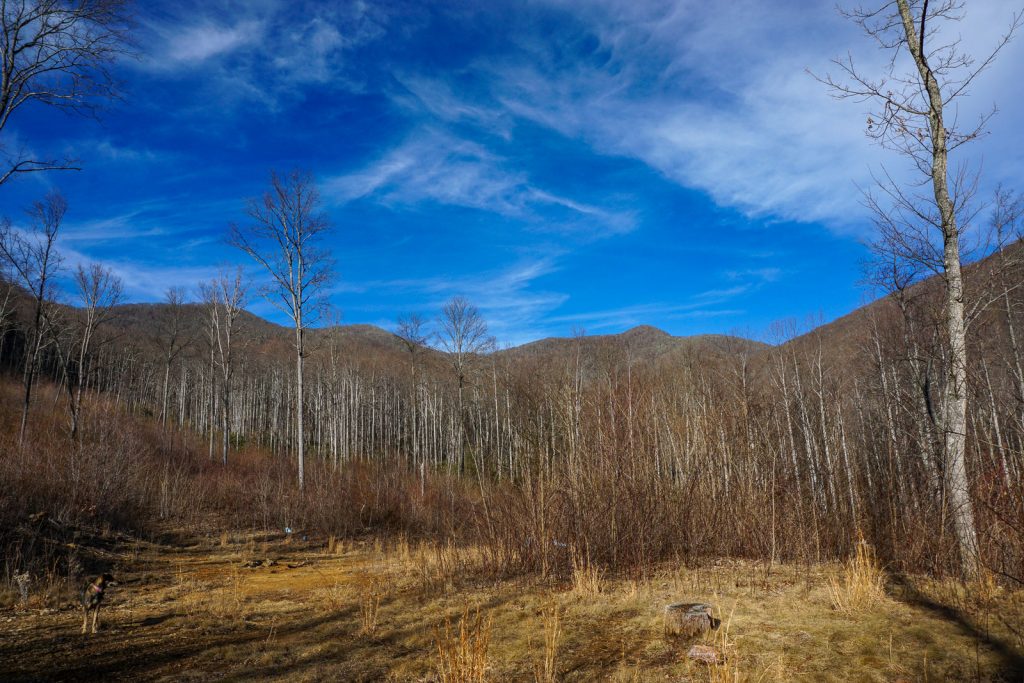 View from logging cut in Shope Creek  to Lane Pinnacle (right of center).