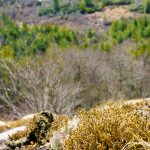 Lichens on Blackrock Overlook
