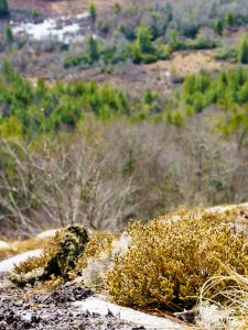 Lichens on Blackrock Overlook