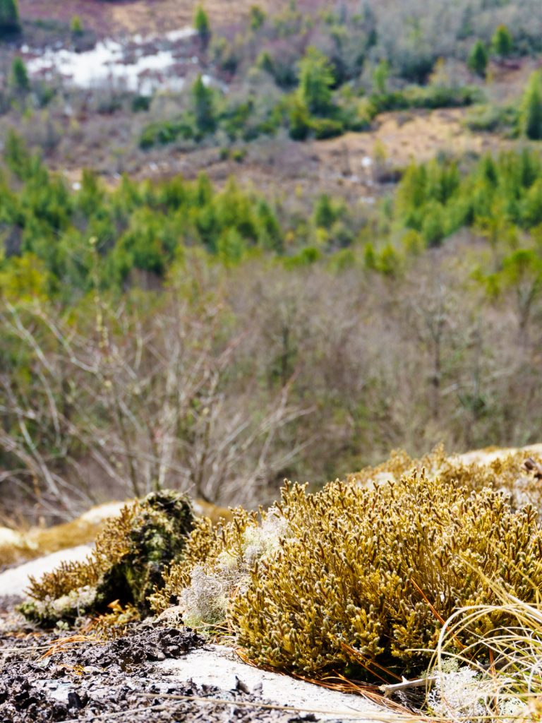 2015-03-15_panthertown-valley_blackrock-mountain-overlook-lichen