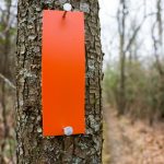 Orange Blaze on the Blackrock Trail