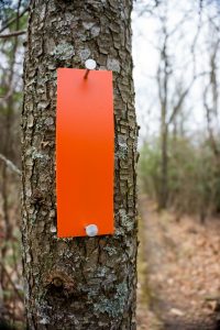 Orange Blaze on the Blackrock Trail