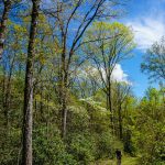 Going for a Ride in Shope Creek