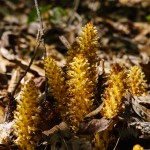 Squawroot in Shope Creek