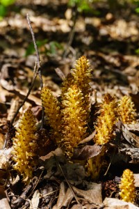 Squawroot in Shope Creek