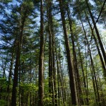 Tall White Pines in Shope Creek