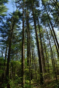 Tall White Pines in Shope Creek