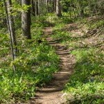 Trail Through Flowers in Shope Creek