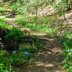 Unnamed Trail at Shope Creek