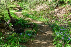 Unnamed Trail at Shope Creek