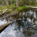 Beaver Dam at Pink Beds