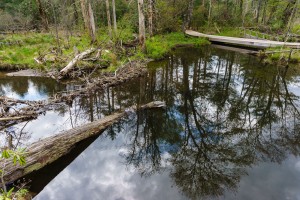 Beaver Dam at Pink Beds