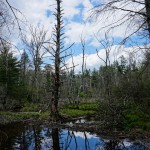 Dead Tree at Pink Beds