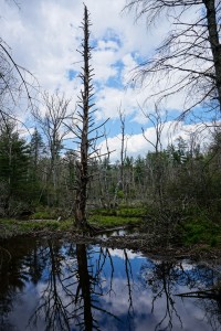 Dead Tree at Pink Beds