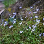 Bluets Beside Tree Trunk