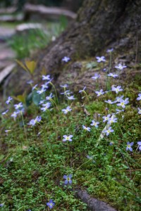 Bluets Beside Tree Trunk