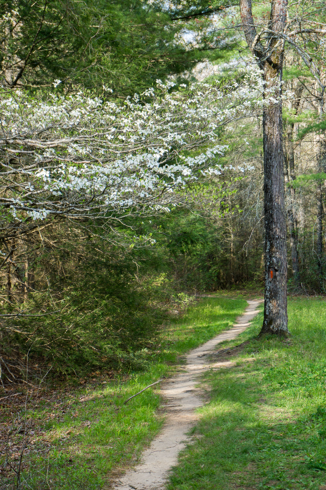 2015-05-03_pisgah-pink-beds_dogwood-arching-over-blazed-trail.jpg Dogwood and Pink Beds Loop Trail