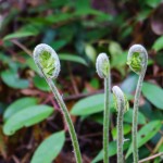 Fiddleheads