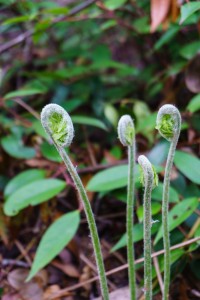 Fiddleheads