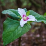 White Trillium at Pink Beds