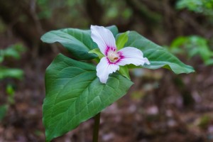 White Trillium at Pink Beds