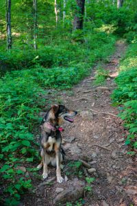 Darla on the Trail in Shope Creek