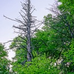 Dead Hemlock in Shope Creek