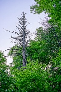 Dead Hemlock in Shope Creek