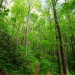 Logging Road Trail in Shope Creek