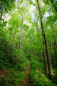 Logging Road Trail in Shope Creek