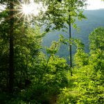 Clearing in Shope Creek