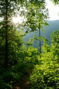 Clearing in Shope Creek