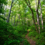 Steep Trail in Shope Creek