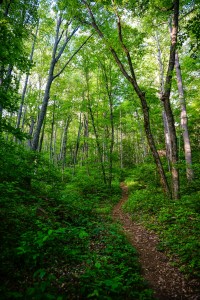 Steep Trail in Shope Creek