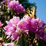 Butterfly on Rhododendron Flowers