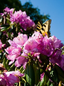 Butterfly on Rhododendron Flowers