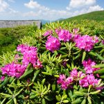 Rhododendron at Trail Shelter