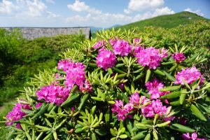 Rhododendron at Trail Shelter