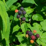 Black Raspberries on the Mountains to Sea Trail