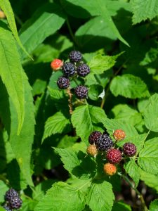 Black Raspberries on the Mountains to Sea Trail