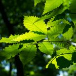 Glowing Chestnut Leaves on the Mountains to Sea Trail