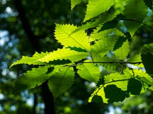 Glowing Chestnut Leaves on the Mountains to Sea Trail