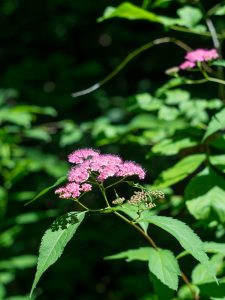 Pink Wildflowers Beside the Mountains to Sea Trail