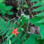 Single Fire Pink Among Ferns