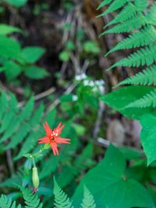 Single Fire Pink Among Ferns